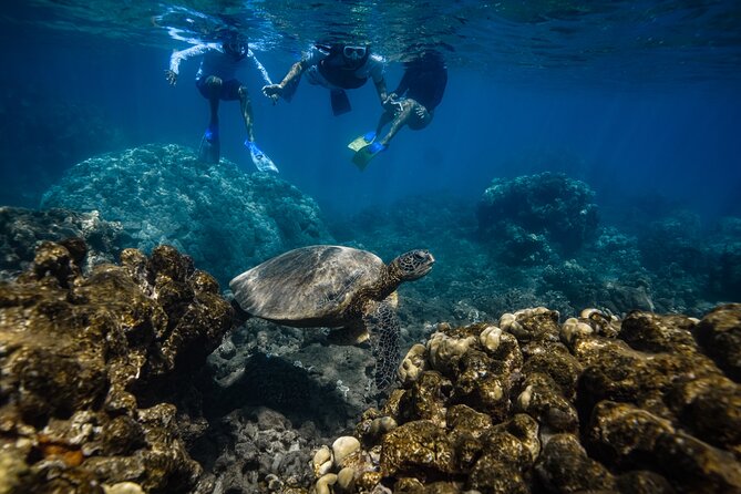 Maui: Turtle Town Snorkel with Photo and Video - Snorkeling with turtles and other sea life