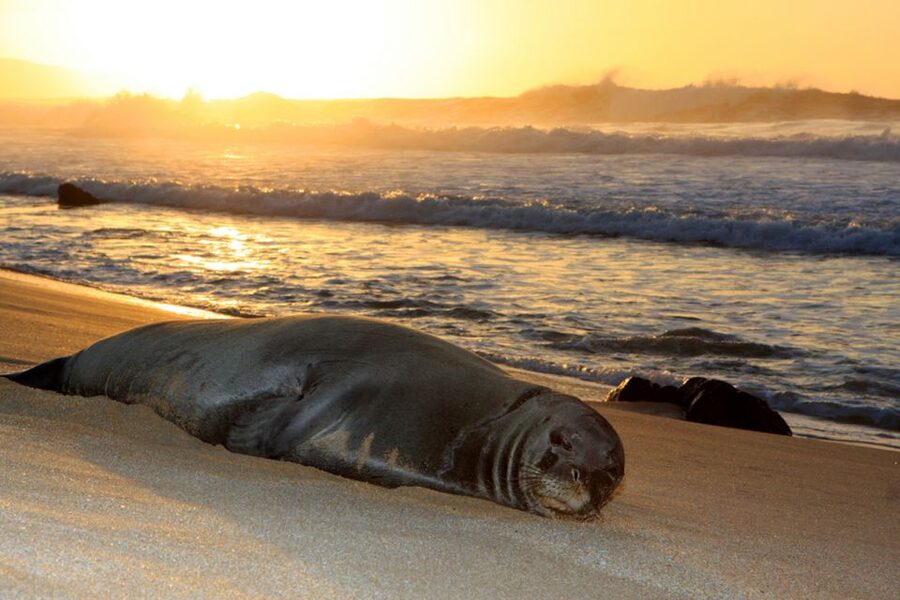 Maui: West Side Discovery Kayak & Snorkel from UKUMEHAME - Who will enjoy this most