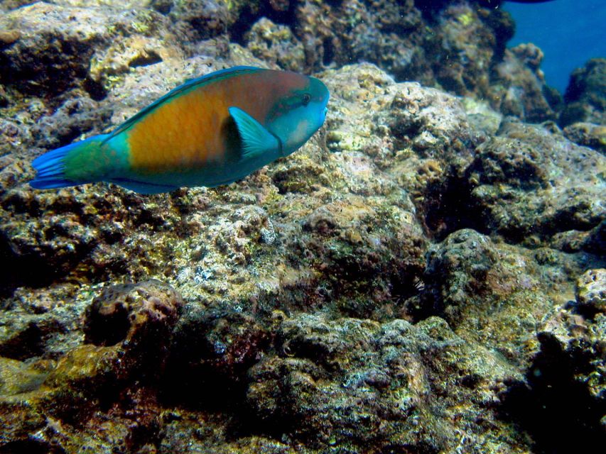 Maui: West Side Discovery Kayak & Snorkel from UKUMEHAME - Starting at Ukumehame Beach State Park