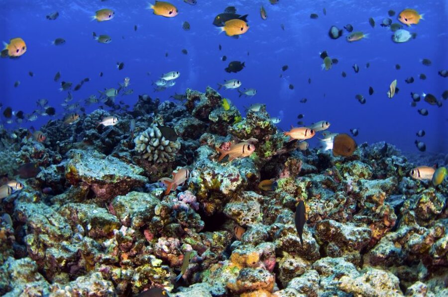 Maui: West Side Discovery Kayak & Snorkel from UKUMEHAME - The guides make a real difference