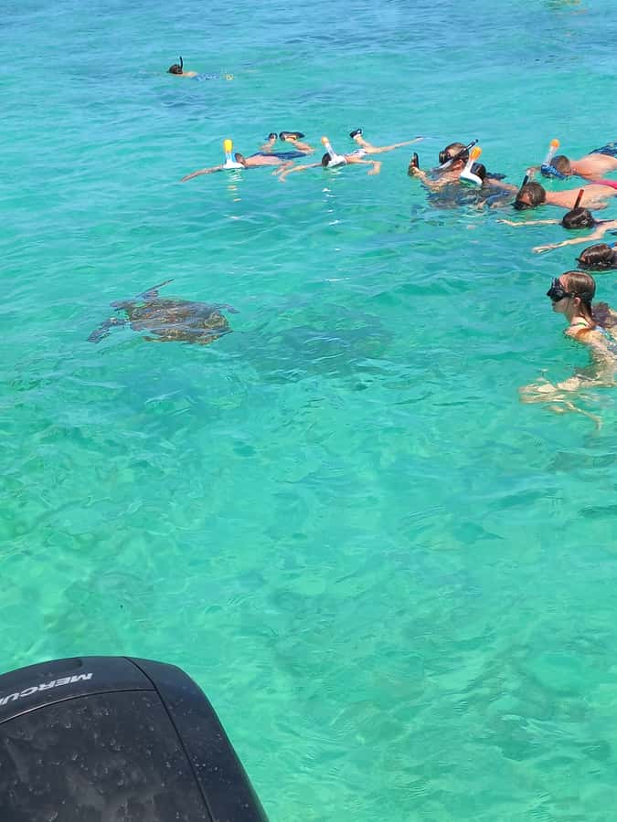 Mauritius: Snorkeling with turtles Le Transporteur speedboat - Leaving Grand Baie at 9:00 or 11:00