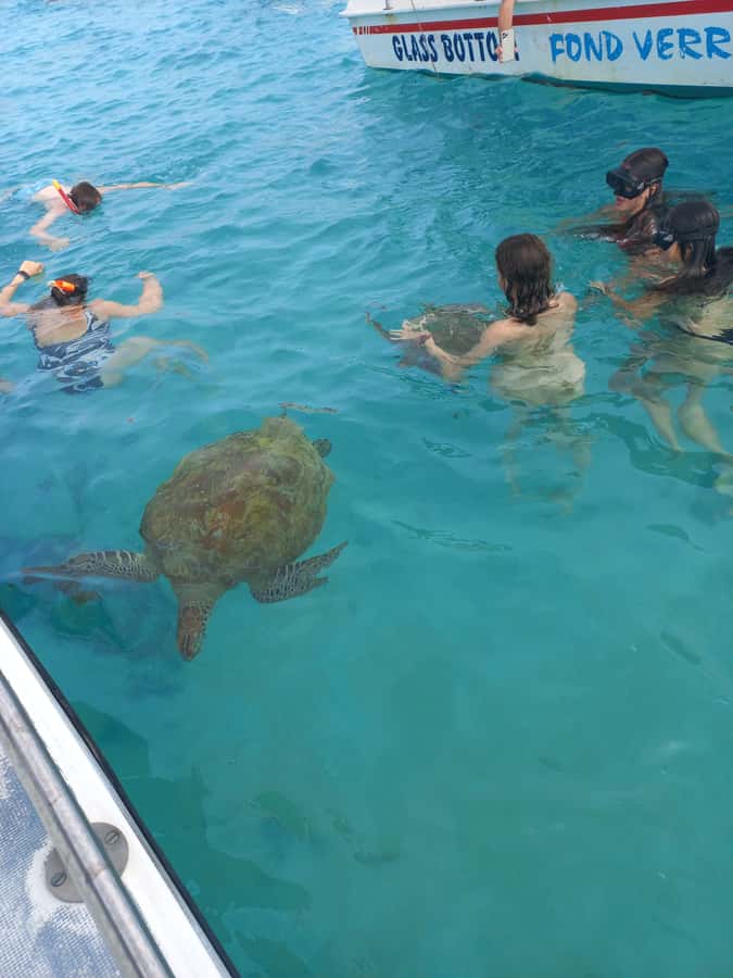 Mauritius: Snorkeling with turtles Le Transporteur speedboat - Snorkeling with turtles in the lagoon