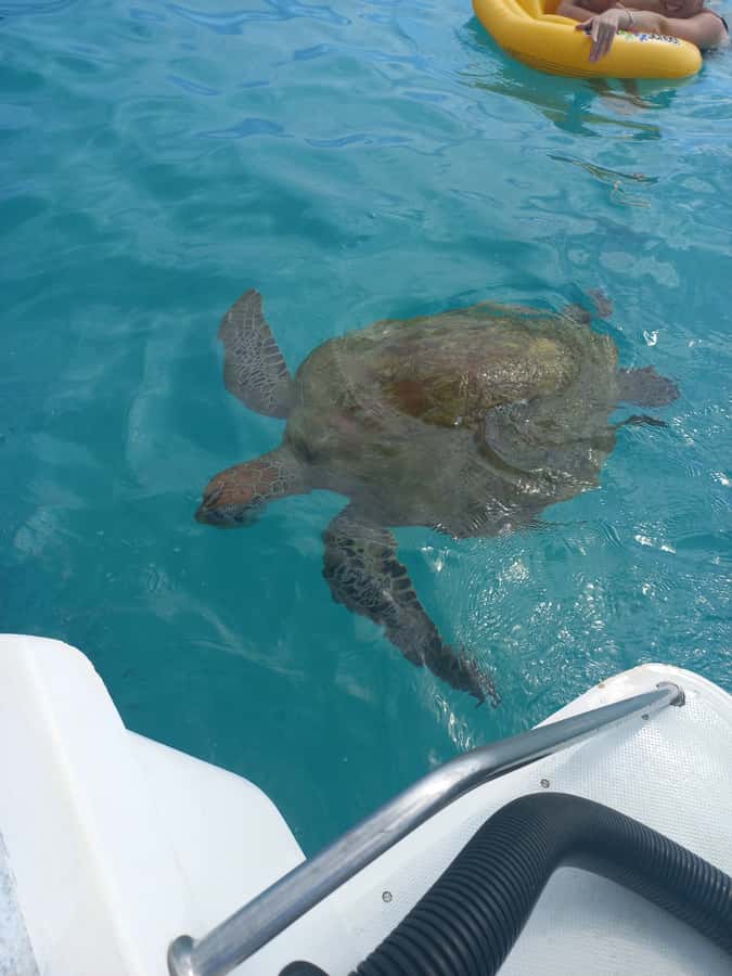 Mauritius: Snorkeling with turtles Le Transporteur speedboat - Speeding across the Indian Ocean to Trou aux Biches