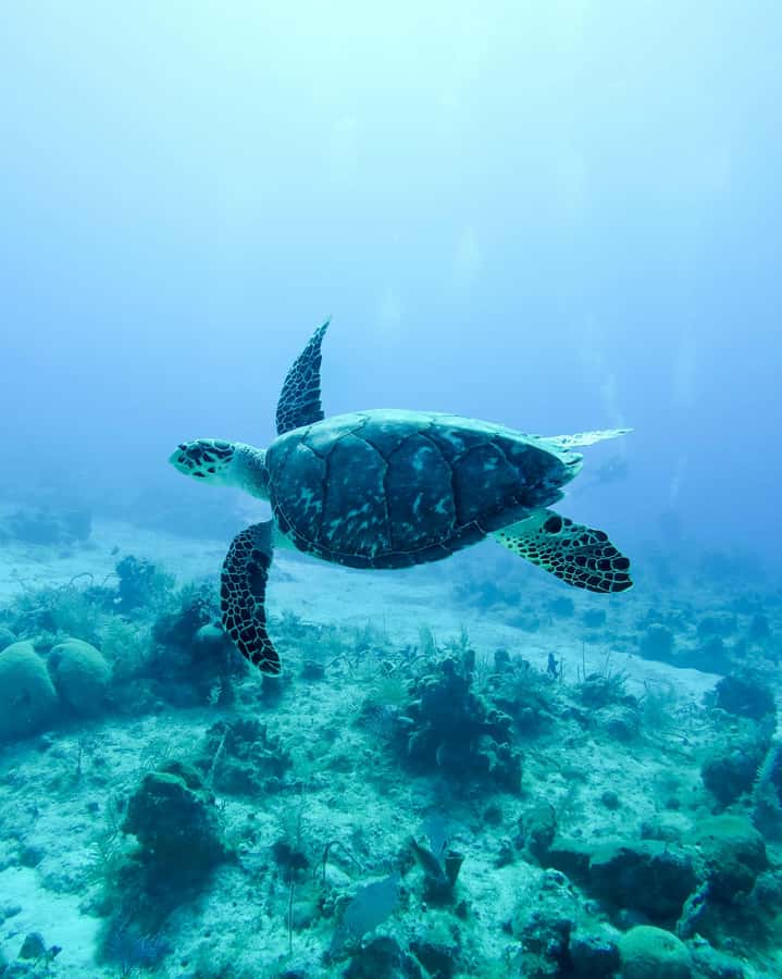 Mauritius: Snorkeling with Turtles & Port Louis Street Food - Key points to know before booking