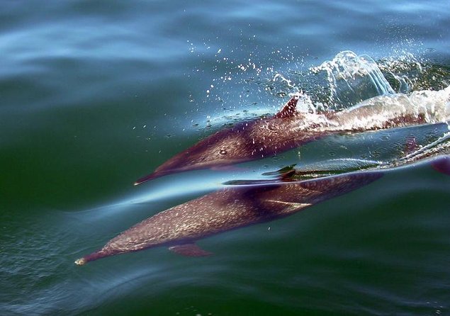 Mega Yacht ALL INCLUSIVE Yelapa Waterfall & Snorkeling Adventure - Lunch and the cruise to Yelapa