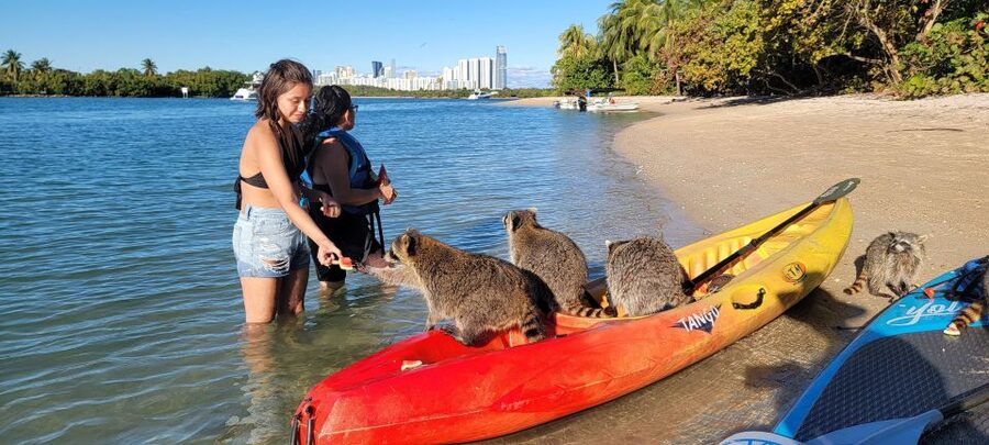 Miami: Beginner-Friendly Island Snorkeling by SUP or Kayak - Snorkeling in Shallow Biscayne Bay