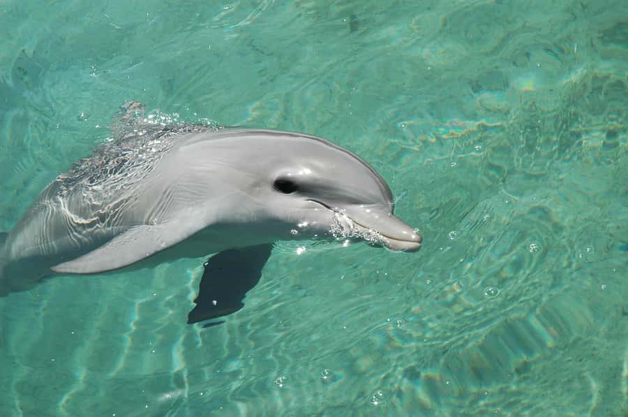 Miami: Key West Dolphin Watch or Snorkel Boat with pickup - Three hours of snorkeling in Key West