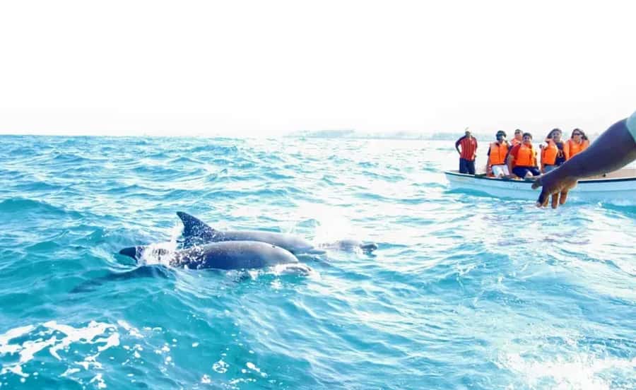 Miami: Key West Dolphin Watch or Snorkel Boat with pickup - Free time, beaches, shops, and a meal