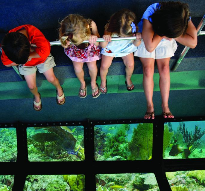 Miami: Key West Dolphin Watch or Snorkel Boat with pickup - What the $63 price really covers