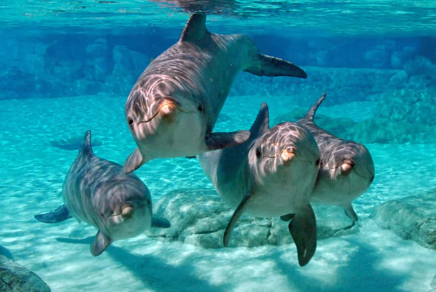 Miami: Key West Dolphin Watch or Snorkel Boat with pickup - The people who make the boat trips work