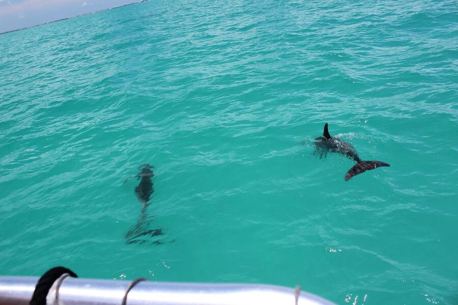 Miami to Key West Shuttle: Dolphin, Snorkeling & More - Leaving Miami at 6:30 AM