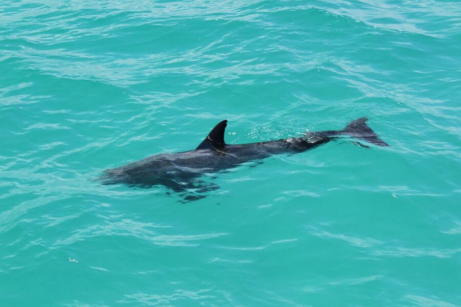 Miami to Key West Shuttle: Dolphin, Snorkeling & More - What the glass bottom boat adds