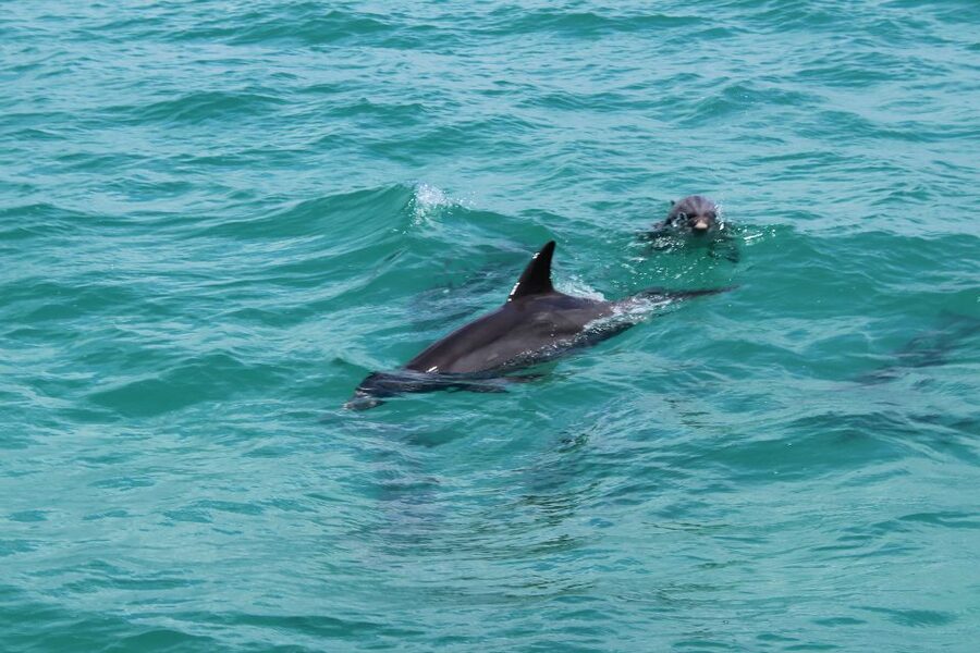 Miami to Key West Shuttle: Dolphin, Snorkeling & More - What the $17 price really gets you