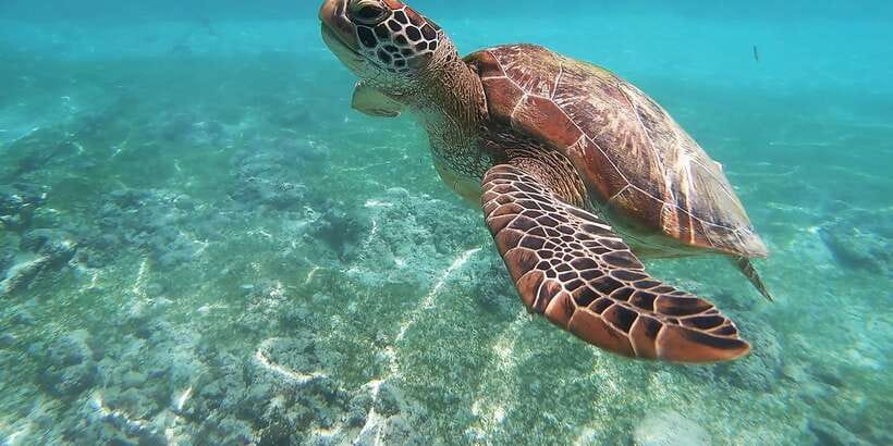 Mirissa: Snorkeling Experience with Turtles - Key points to know before booking