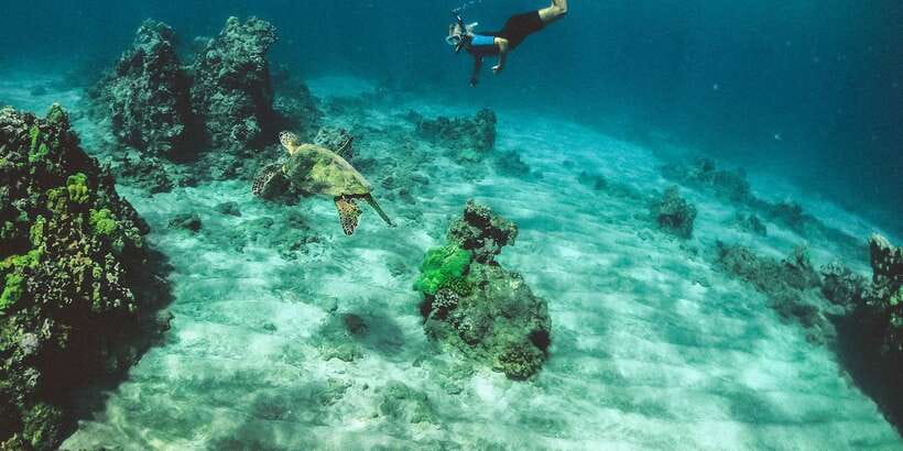 Mirissa: Snorkeling Experience with Turtles - Meeting the turtles in open water