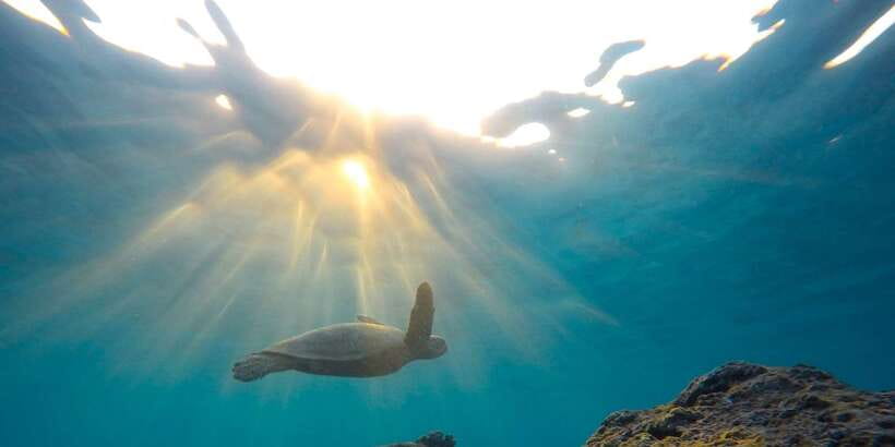 Mirissa: Snorkeling Experience with Turtles - Fish, coral, rays, and the unexpected sightings