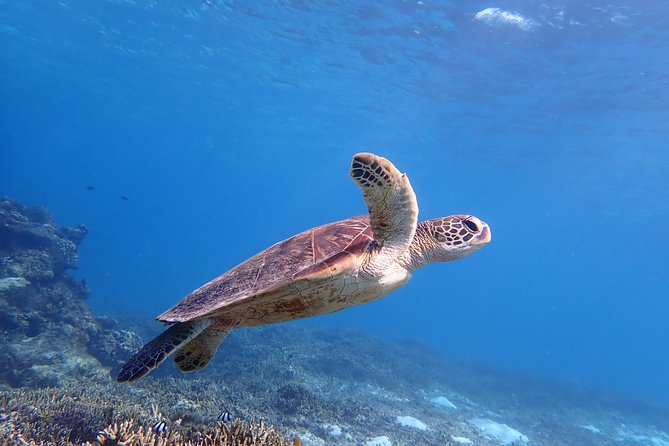 [Miyako Island/Half Day] Sea Turtle Snorkeling - Key points to know before you book