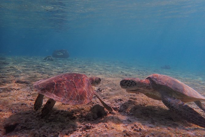 [Miyako Island/Half Day] Sea Turtle Snorkeling - Meeting at Shigira Beach Parking Lot