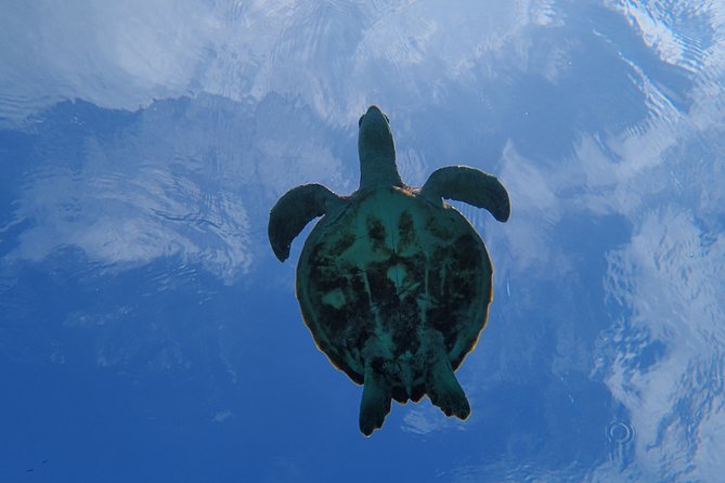 [Miyako Island/Half Day] Sea Turtle Snorkeling - Getting ready with the required safety gear