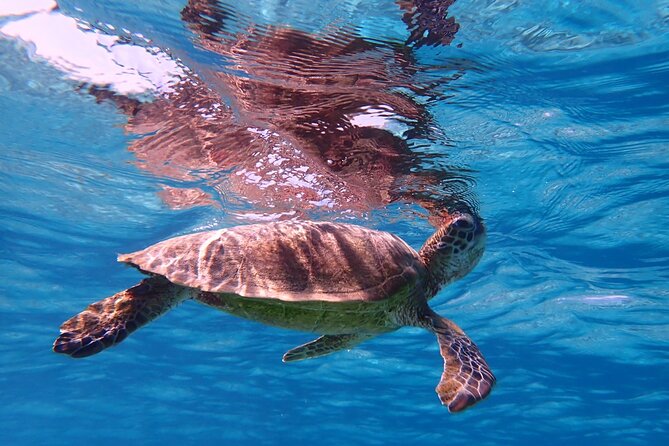[Miyako Island/Half Day] Sea Turtle Snorkeling - What you may see beneath the surface