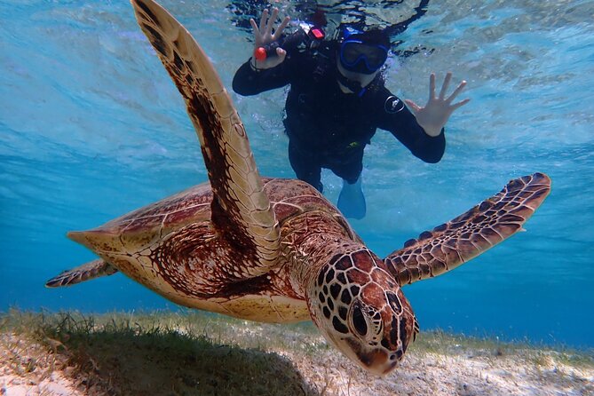[Miyako Island/Half Day] Sea Turtle Snorkeling - Guides make the biggest difference for beginners