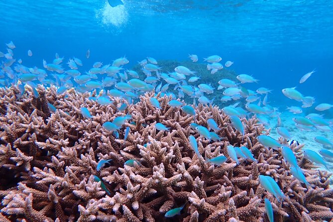 [Miyako Island/Half Day] Sea Turtle Snorkeling - Weather, tides, and the limits of island plans