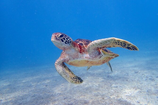 [Miyako Island/Half Day] Sea Turtle Snorkeling - A 90-minute schedule that keeps things simple