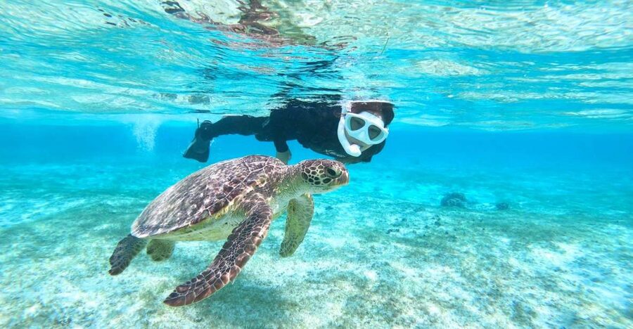 Miyako Island: SUP or Canoeing and Snorkeling Experience - Clear water, calm paddling, and a chance at turtles