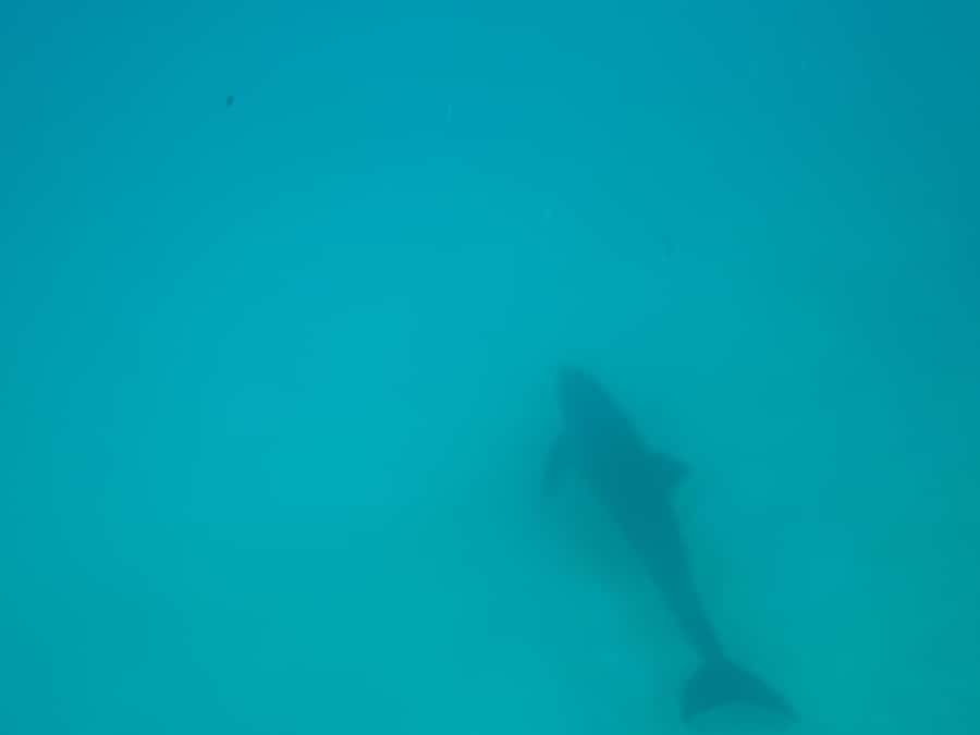 Mnemba dolphin & snorkel: from matemwe, pwani, kwingwa, Uroa - The sandbank depends on the tide