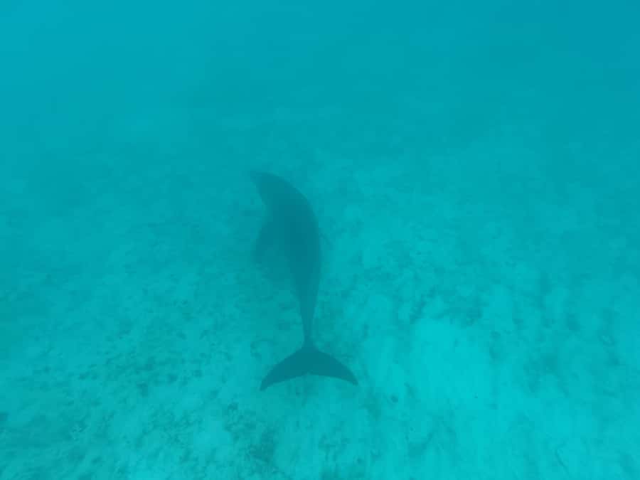 Mnemba dolphin & snorkel: from matemwe, pwani, kwingwa, Uroa - Is $52 a fair price?
