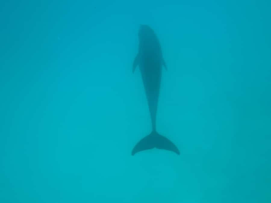 Mnemba dolphin & snorkel: from matemwe, pwani, kwingwa, Uroa - Should you book it?