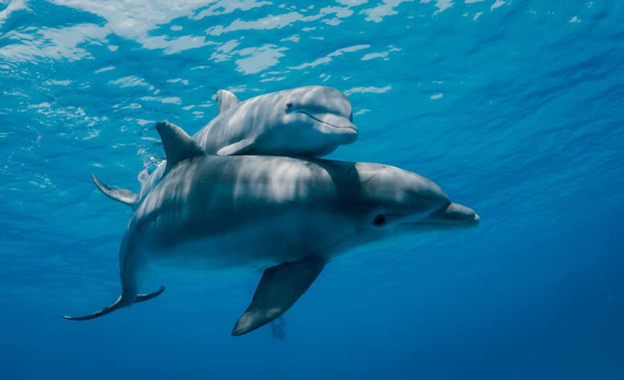 Mnemba Island: Dolphin Swim & Snorkeling with Optional Lunch - Key points to know before you book