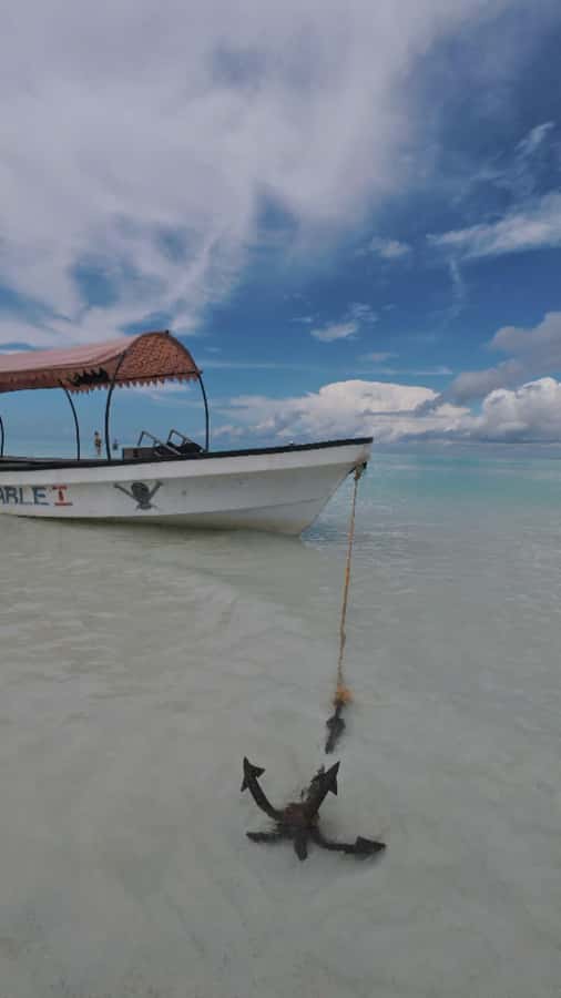 Mnemba Island: Dolphin Swim & Snorkeling with Optional Lunch - Should you book the Mnemba dolphin and snorkeling trip?