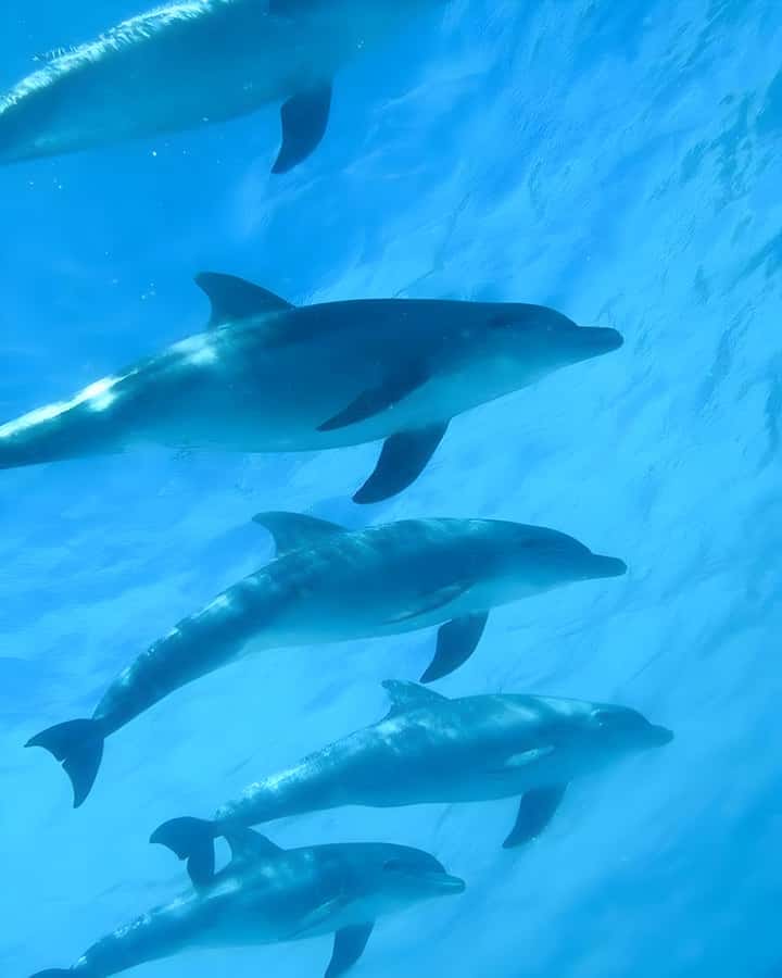 Mnemba Island: Dolphin Swim & Snorkeling with Optional Lunch - From Muyuni Beach to Mnemba’s open water