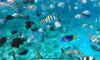 Mnemba Island: Dolphin Swim & Snorkeling with Optional Lunch