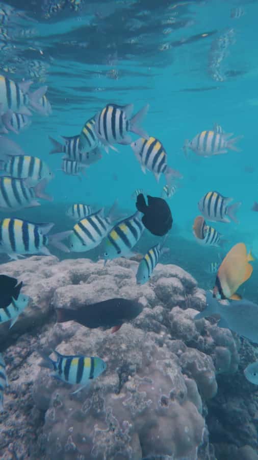 Mnemba Island: Dolphin Swim & Snorkeling with Optional Lunch - How the timing really works