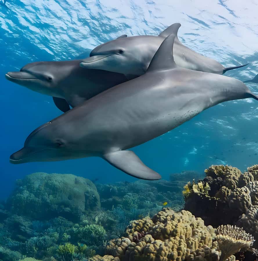 Mnemba Island: Dolphin Swim & Snorkeling with Optional Lunch - Is the $21 price good value?