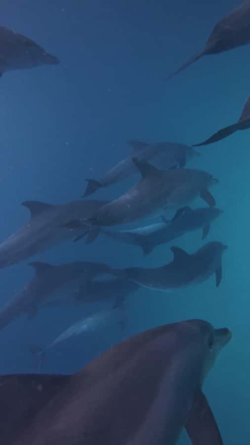 Mnemba Island: Dolphin Swim & Snorkeling with Optional Lunch - Who will enjoy this trip most?