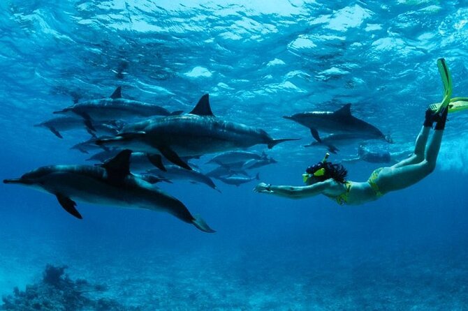 Mnemba Island snorkeling and Swimming with Dolphin - Key points at a glance