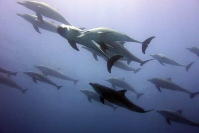 Mnemba Island snorkeling and Swimming with Dolphin