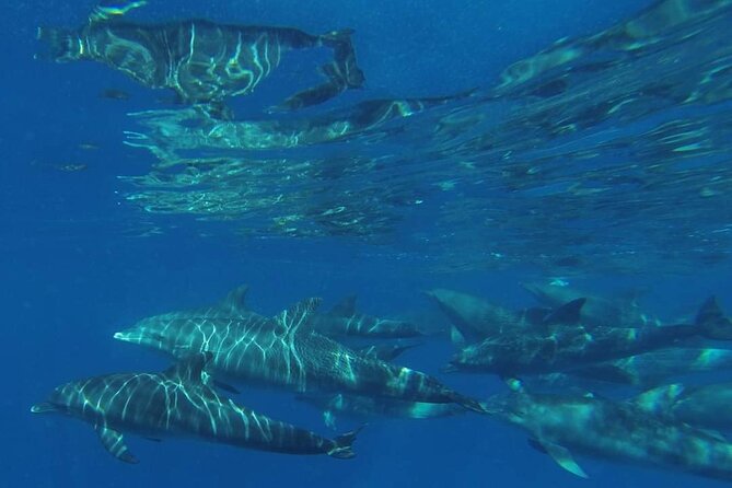 Mnemba Island snorkeling and Swimming with Dolphin - Who should book this morning?