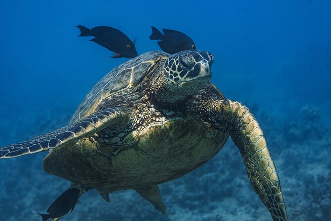 Moana’s Waikīkī Grand Guided Turtle Snorkel & Sailing Adventure - Setting Out From Kewalo Basin Harbor