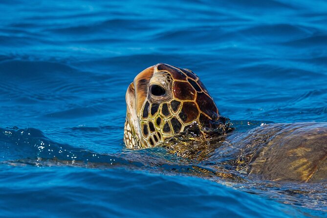 Moana’s Waikīkī Grand Guided Turtle Snorkel & Sailing Adventure - Sea Turtles, Fish, and the Reef