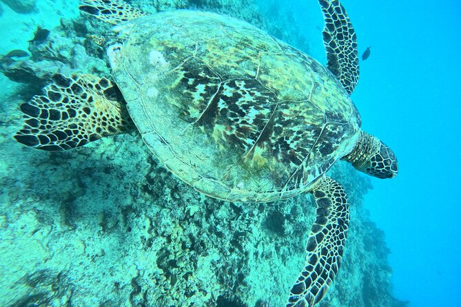 Moana’s Waikīkī Grand Guided Turtle Snorkel & Sailing Adventure - Is $76.49 a Good Value?