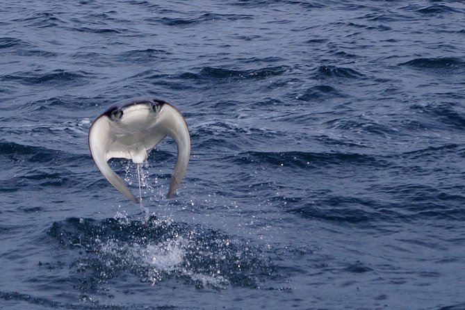 Mobula Ray Snorkeling - Starting at the Cabo marina at 9 a.m.