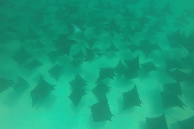 Mobula Ray Snorkeling - What happens if the rays do not appear