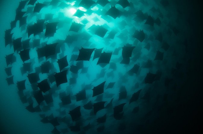 Mobula Ray Snorkeling - Small groups and the guide team