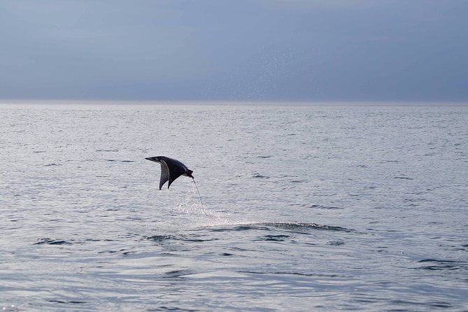 Mobula Ray Snorkeling - Snorkeling gear, snacks, and what to bring