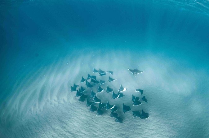 Mobula Ray Snorkeling - Who will enjoy this experience most