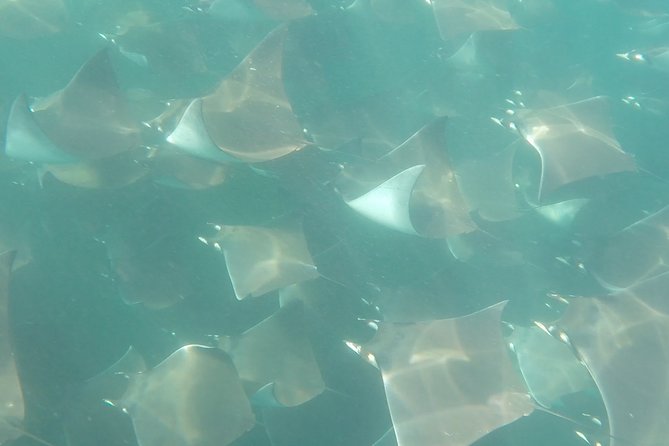 Mobula Ray Snorkeling - Searching for the migrating mobulas